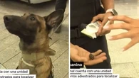 Cão farejador encontra haxixe ao vivo durante reportagem na TV