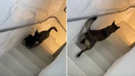 Cachorro ajuda dona em tarefas de casa: “Retorno da maternidade”