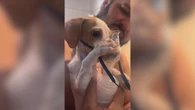 Cão conquista a web ao usar inalador sozinho; vídeo