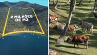 Fazenda em ilha com criação de vacas é vendida por R$ 80 milhões