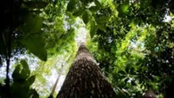2025, a COP Amazônica,
os 3 Guardiões da Natureza e seus Legados!