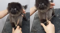 Por que alguns cães adoram sessões de tosa?