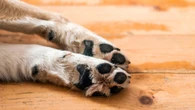 Por que as patinhas dos cães têm cheiro de salgadinho?