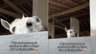 Cavalo encanta visitantes ao fazer manha em sítio: "Simpático"