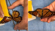 Borboleta com asa quebrada ganha nova chance após transplante