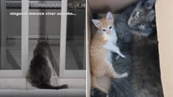 Gatinho solitário ganha um irmão adotivo e volta a ser feliz