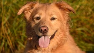 Cães vira-latas dominam lares no Brasil; veja cuidados essenciais