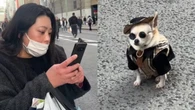 Cãozinho fashion chama atenção no Japão e web se derrete: "Fofo"