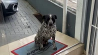 Funcionário de quatro patas recebe amigo com cumprimento especial