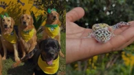 Convocação inusitada reúne cães, cobras e salamandras para a Copa