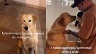 Golden demonstra curiosidade ao conhecer filhote recém-chegado