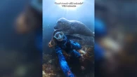 Animal marinho dá carinho a mulher durante mergulho