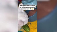 Gato surpreende ao comer ração com pepino; vídeo