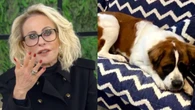 Ana Maria Braga se emociona ao relembrar perda de cachorrinho