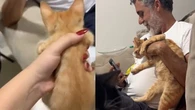 Pai se irrita com filhote de gato, mas vira melhor amigo do pet