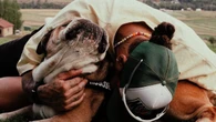 Lewis Hamilton lamenta morte de cachorro: "Nunca parou de lutar"