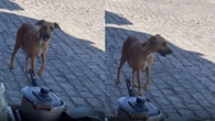 Esperto? Cachorro faz visita durante almoço para ganhar um agrado