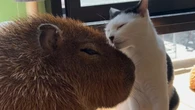Amizade entre capivara e gato encanta a web: "Que fofo"