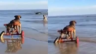 Cão que usa cadeira de rodas comove a web ao conhecer o mar