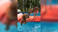 Cervo e cachorro relaxam juntos em piscina e encantam a web