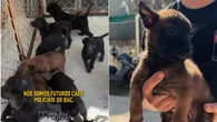 Filhotes de labrador e pastor belga são treinados pela PM do Rio