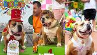 Buldogue influencer é tri em concurso de fantasias de Carnaval