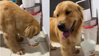 Golden tenta matar a sede e acaba tomando banho