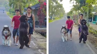 Cão chama atenção pelo gingado durante passeio: "Fofo"