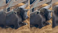 Amizade entre gato e vaca encanta a web: "Excesso de fofura"