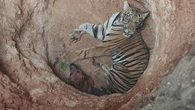 Cão e tigre ficam presos em poço e aguardam resgate; assista