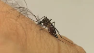 Google quer soltar 32 milhões de mosquitos com bactéria