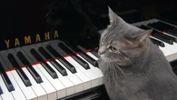 Gata tem recorde mundial por tocar em concerto musical