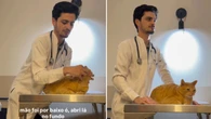 Veja como dar remédio para seu gato sem estresse