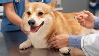 Câmara aprova vacinação obrigatória e gratuita para pets