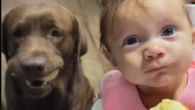 Tutora abala ao mostrar conexão entre cão e filha recém-nascida