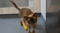 Gato é salvo após rodar ciclo completo em máquina de lavar roupa