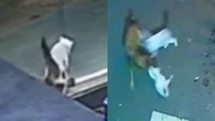 Gato tem ato heroico e salva companheiro, que era atacado por cão