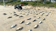 Florianópolis já registra mais de 2 mil
pinguins mortos em 2026