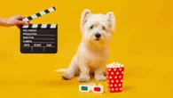 BH prepara sessão de cinema especial para cães e tutores