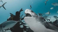 Câmera engolida por tubarão revela imagens inéditas; assista