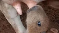 Cena inusitada: filhote de capivara mama em vaca