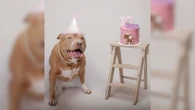 Pitbull comemora 10 anos com ensaio fotográfico e encanta a web
