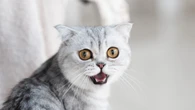 Medo de pepino em gatos: brincadeira ou perigo?