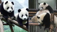 Abraçador de pandas: conheça a função que paga R$ 152 mil ao ano