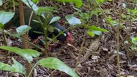 Ave ameaçada de extinção x réptil em risco: vídeo mostra batalha