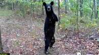 Vídeo: urso nasce sem braços, aprende a andar como humano e impressiona caçador