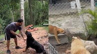 "CAPS para cães": escola trata ansiedade e depressão em pets