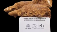 Fóssil de preguiça-gigante da 'Era do Gelo' é descoberto em MG