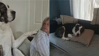 Cão de 84 kg age como filhote carente e surpreende tutores