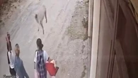 Mulher é atingida na cabeça por cachorro pug que caiu de sacada